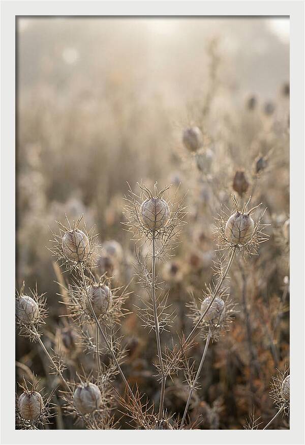 Love In A Mist Serenity