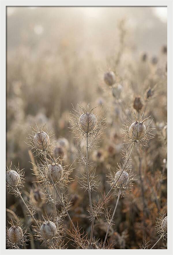Love In A Mist Serenity