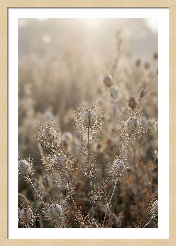 Love In A Mist Serenity