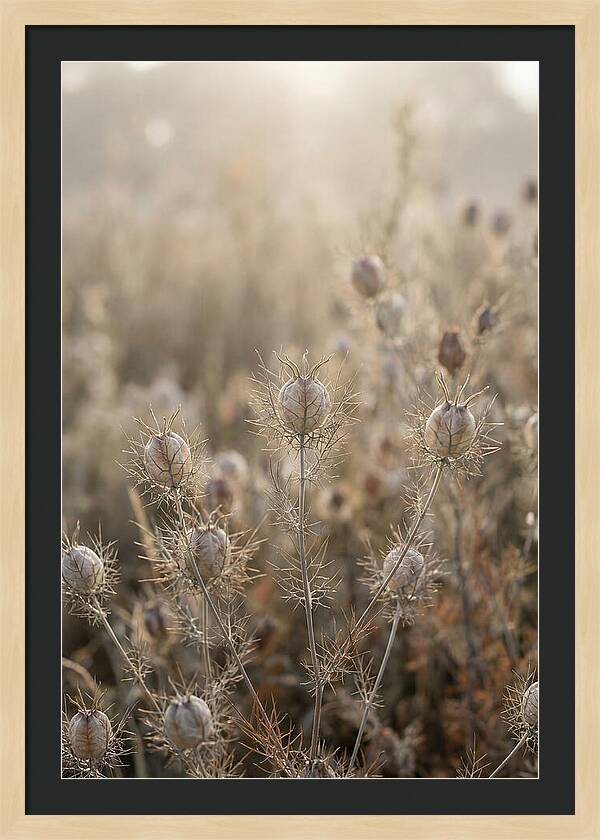 Love In A Mist Serenity