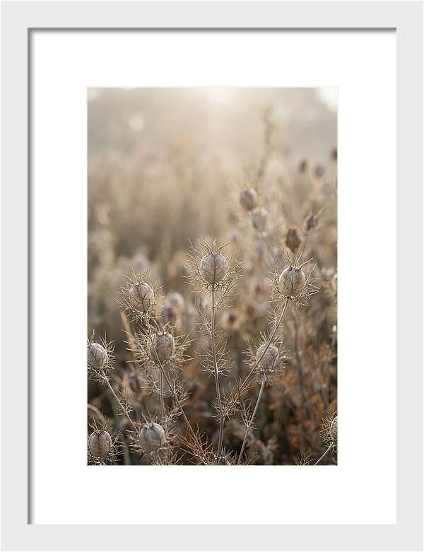 Love In A Mist Serenity