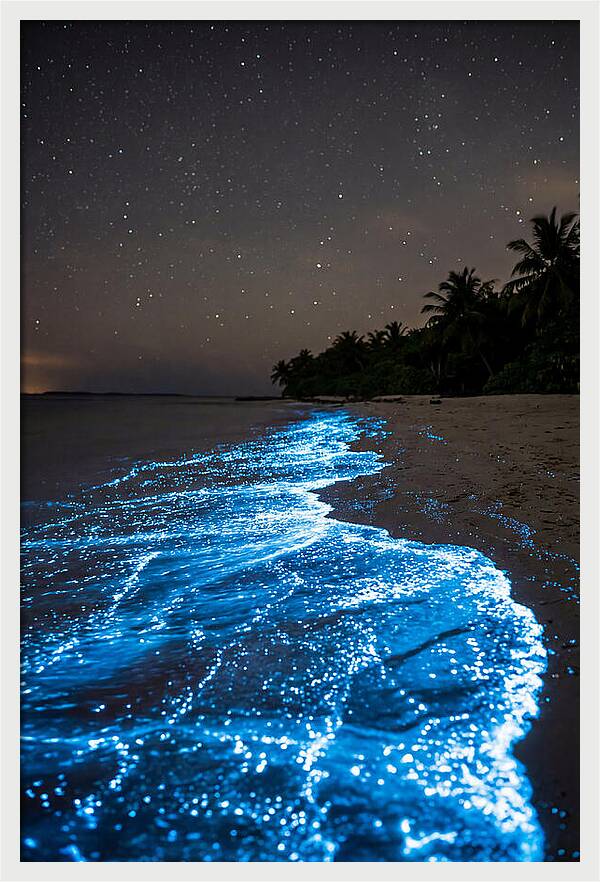 Luminous Tides Beneath Celestial Skies