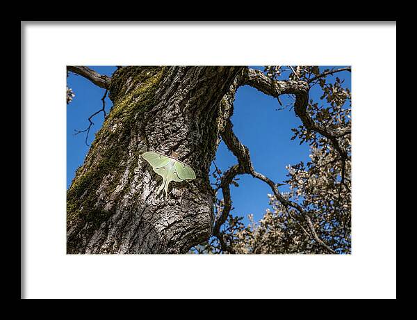 Luna Moth Resting On Tree Bark