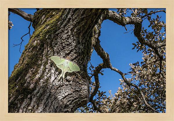Luna Moth Resting On Tree Bark