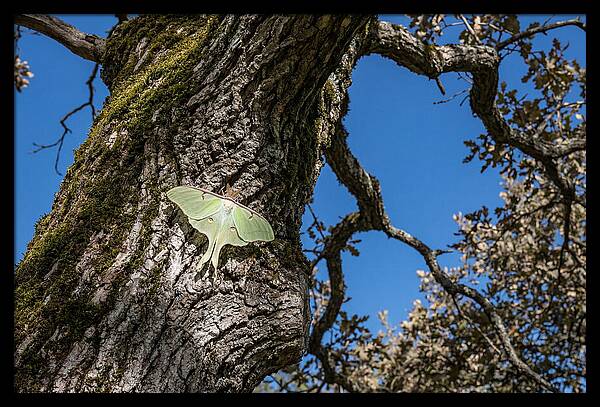 Luna Moth Resting On Tree Bark