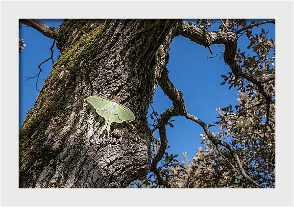 Luna Moth Resting On Tree Bark