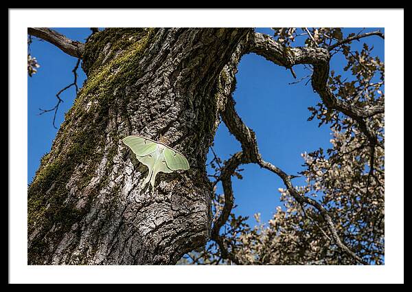 Luna Moth Resting On Tree Bark
