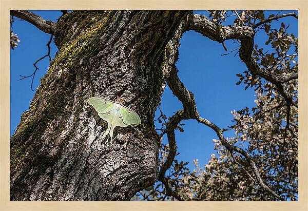 Luna Moth Resting On Tree Bark