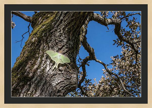 Luna Moth Resting On Tree Bark