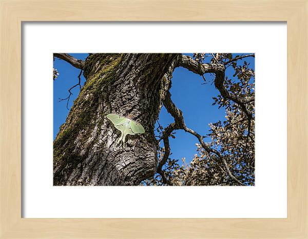 Luna Moth Resting On Tree Bark