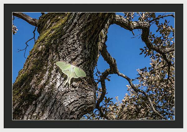 Luna Moth Resting On Tree Bark