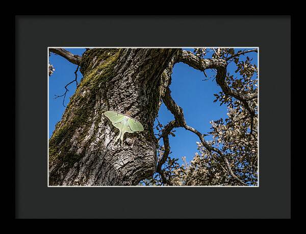 Luna Moth Resting On Tree Bark