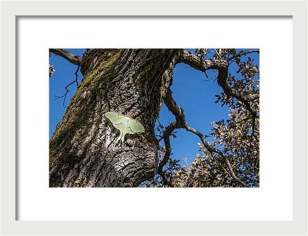 Luna Moth Resting On Tree Bark