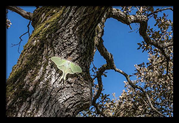 Luna Moth Resting On Tree Bark