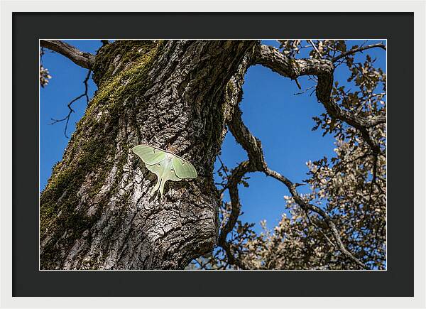 Luna Moth Resting On Tree Bark