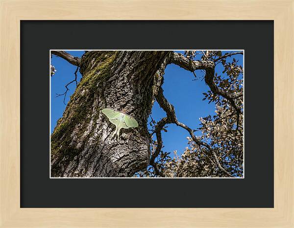 Luna Moth Resting On Tree Bark