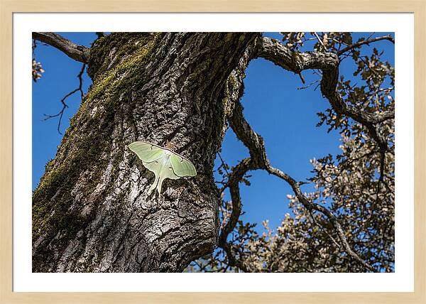 Luna Moth Resting On Tree Bark