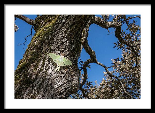 Luna Moth Resting On Tree Bark