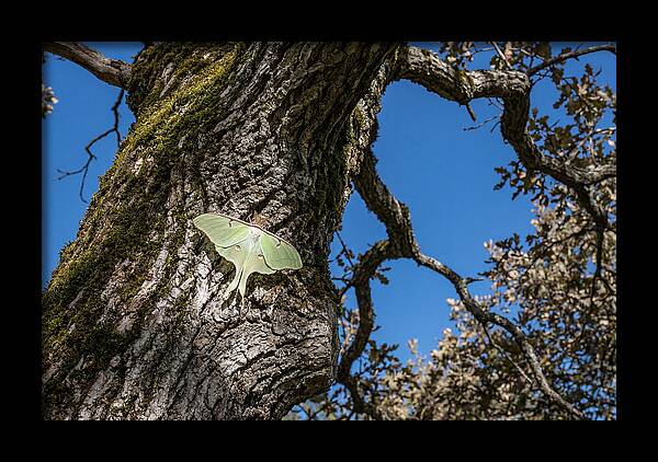 Luna Moth Resting On Tree Bark