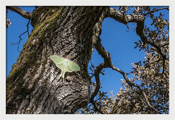 Luna Moth Resting On Tree Bark