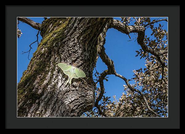 Luna Moth Resting On Tree Bark