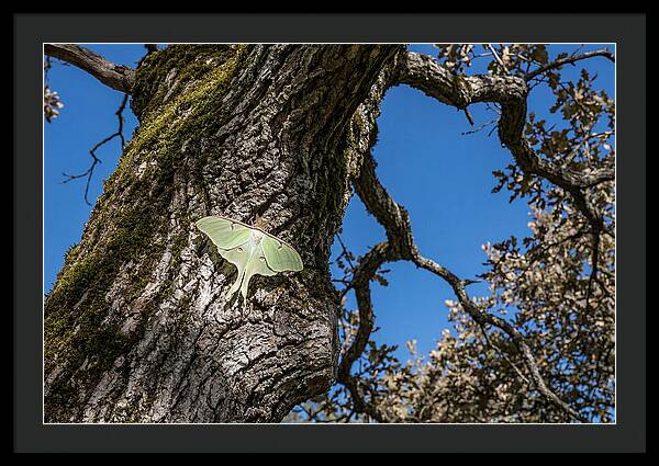 Luna Moth Resting On Tree Bark