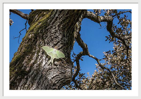Luna Moth Resting On Tree Bark