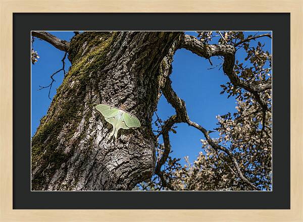 Luna Moth Resting On Tree Bark
