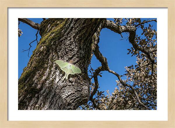 Luna Moth Resting On Tree Bark