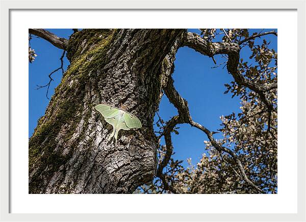 Luna Moth Resting On Tree Bark