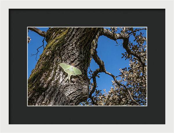 Luna Moth Resting On Tree Bark