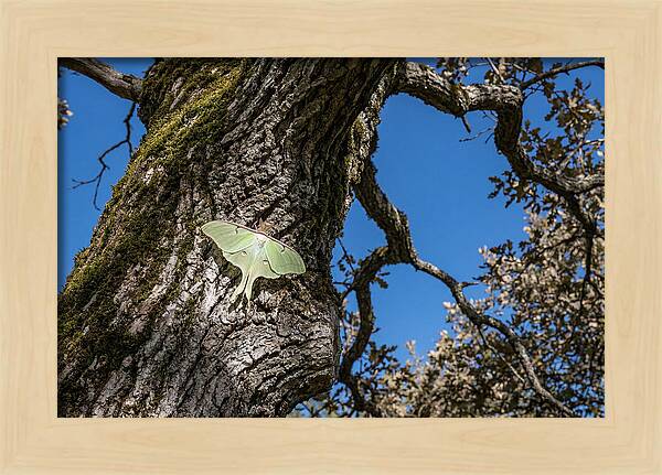 Luna Moth Resting On Tree Bark