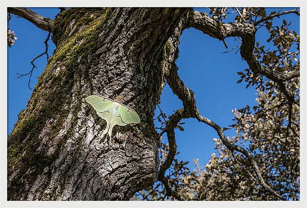 Luna Moth Resting On Tree Bark