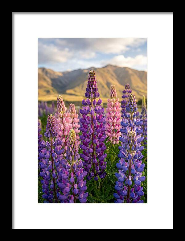 Lupine Fields In New Zealand