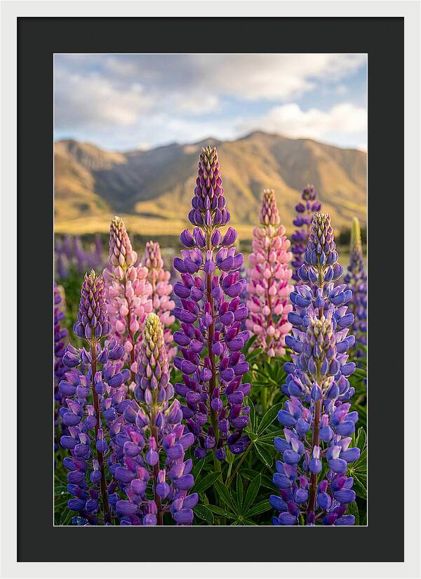Lupine Fields In New Zealand