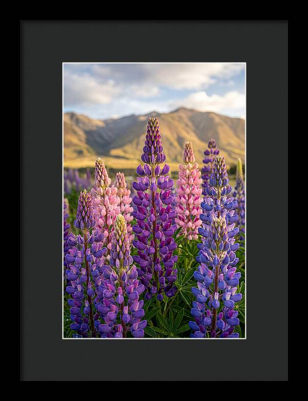 Lupine Fields In New Zealand