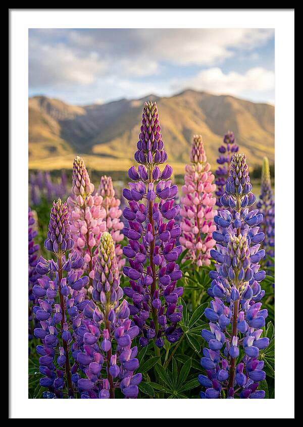 Lupine Fields In New Zealand
