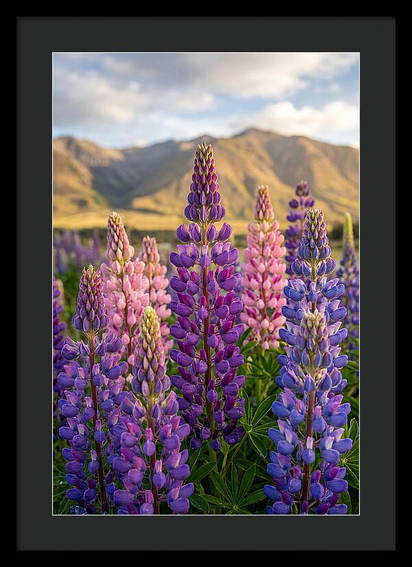 Lupine Fields In New Zealand