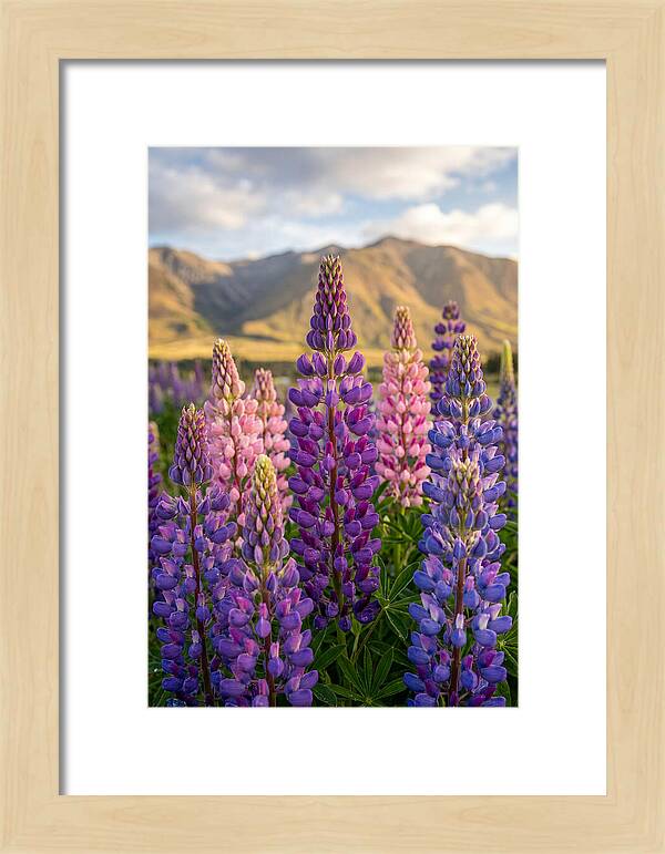 Lupine Fields In New Zealand