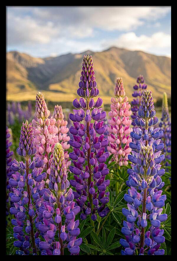 Lupine Fields In New Zealand