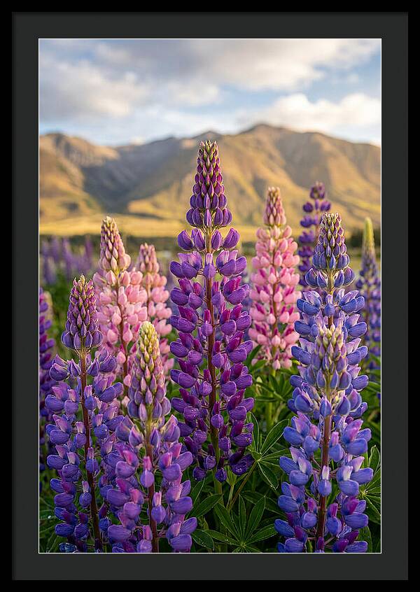 Lupine Fields In New Zealand