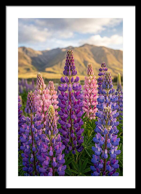 Lupine Fields In New Zealand
