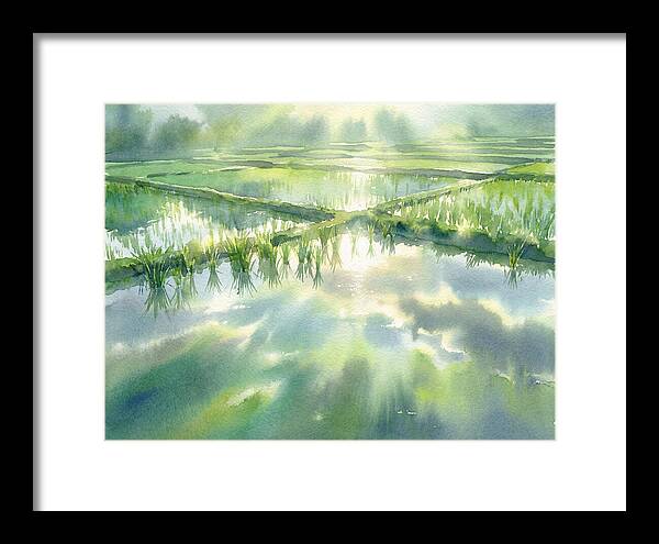 Lush Green Rice Paddy Reflections