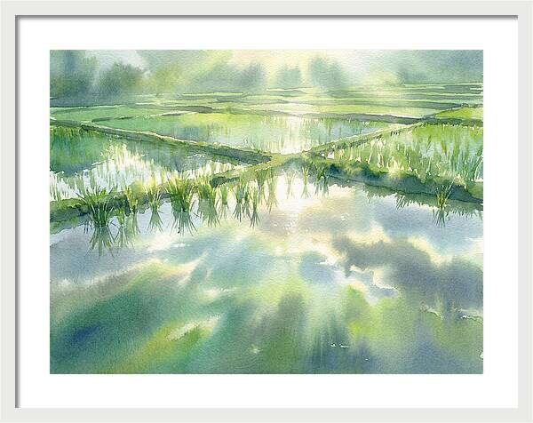 Lush Green Rice Paddy Reflections