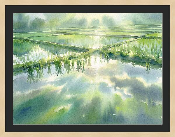 Lush Green Rice Paddy Reflections