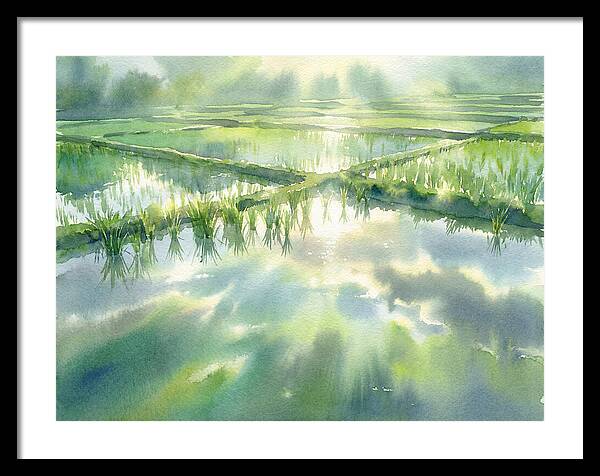 Lush Green Rice Paddy Reflections