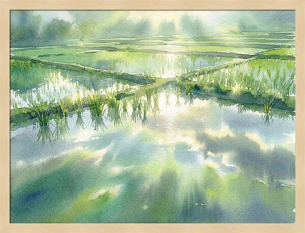 Lush Green Rice Paddy Reflections