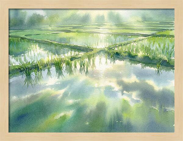 Lush Green Rice Paddy Reflections