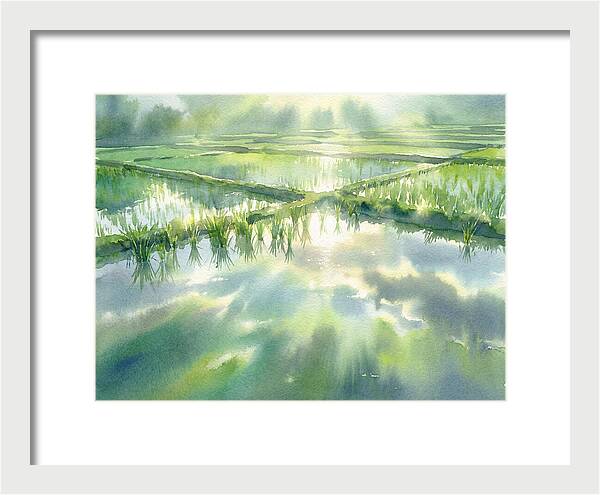 Lush Green Rice Paddy Reflections