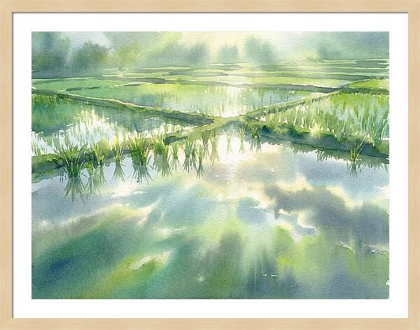 Lush Green Rice Paddy Reflections
